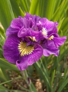 Iris Sibirica Double Standard