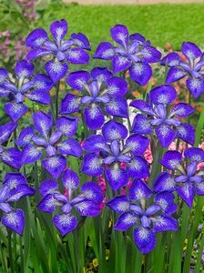 Iris Sibirica I See Stars