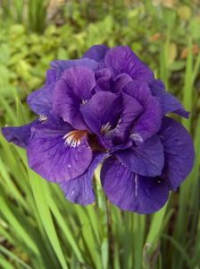 Iris Sibirica Kabluey