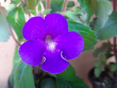 BriD’s Veilchenblau; 19.06.2019
Floare mică, cât a unui Toporaș ( violete din pădure)
