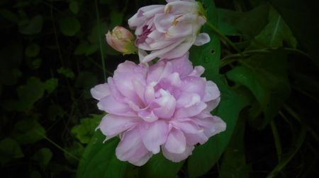 Calystegia