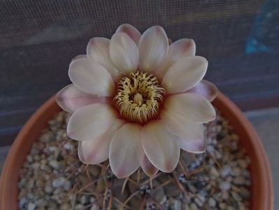 Gymnocalycium ochoterenae v. cinereum