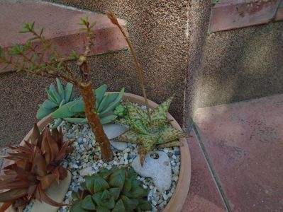 Aloe cv. Lizard Lips, tija florala