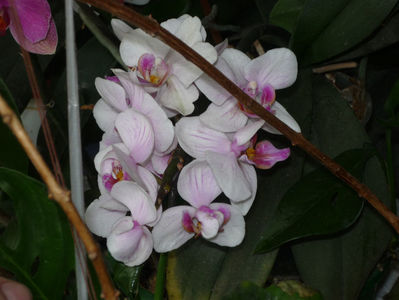 Orhidee 3
