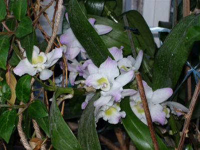 Orhidee.2