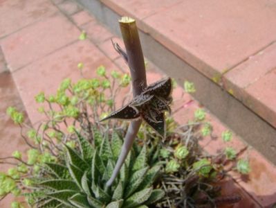 Aloe aristata, lastar