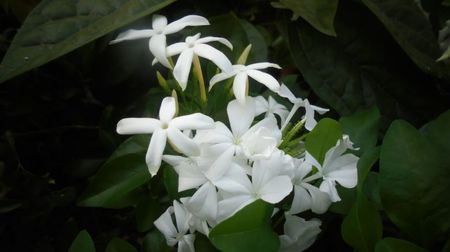"Azoricum"