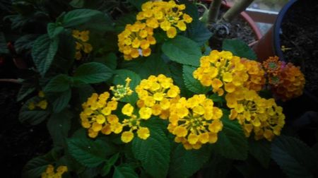 Lantana