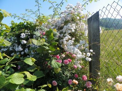 Paul's Himalayan Musk si Pirouette