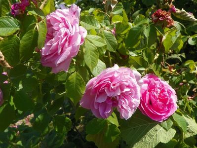 Gertrude Jekyll