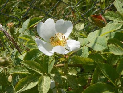 rosa laxa