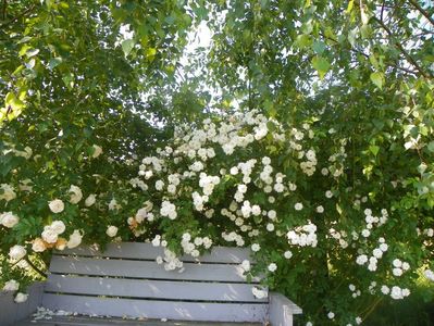 Paul's Himalayan Musk