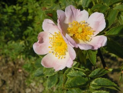 rosa canina