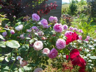 Compte de Chambord, Zeelandia