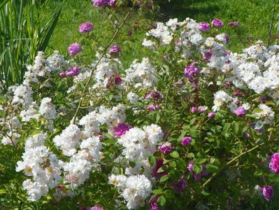 Abigail Adams si Pompon de Bourgogne