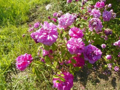 Pompon de Bourgogne