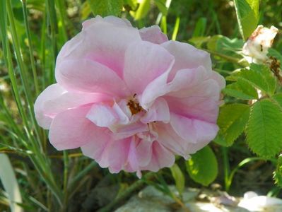 rosa damascena