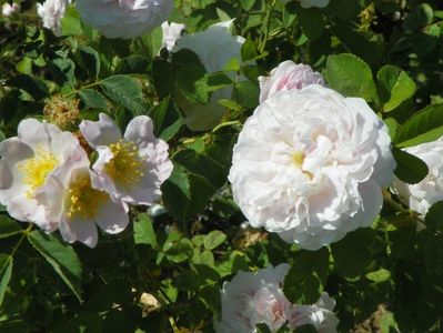 Duchesse de Montebello si rosa canina