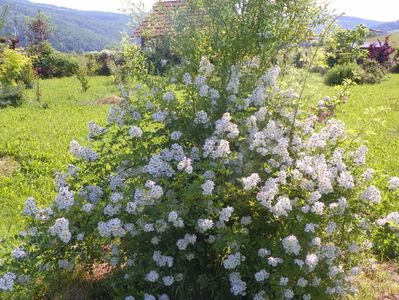 rosa multiflora