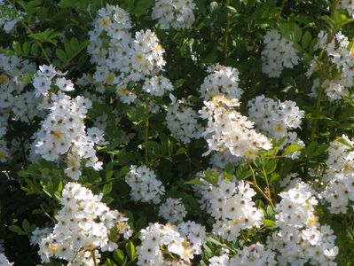 rosa multiflora