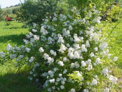 rosa multiflora