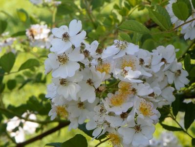 rosa multiflora