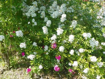 rosa multiflora si Duc de Guiche