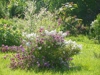 Pompon de Bourgogne si Abigail Adams