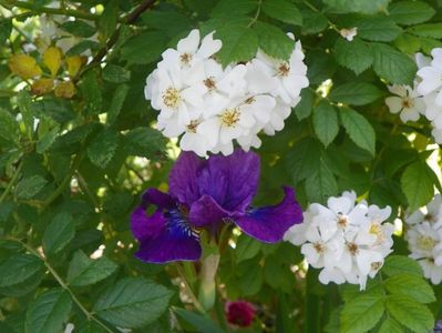 iris sibirica Bundle of Joy