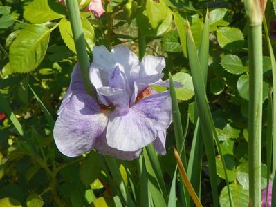 iris sibirica Imperial Opal