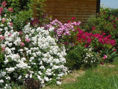 Perennial Blush, Lavender Dream, Red Ballerina