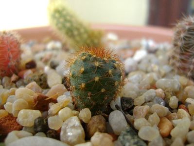 Frailea pumila f. rubrispina