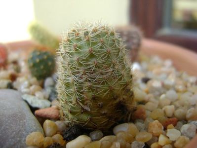 Mediolobivia eucalyptana