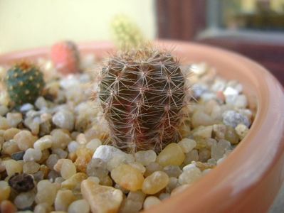 Echinopsis sp. variegata