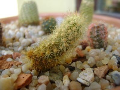 Acharagma roseanum v. galeanensis, Galeana, Nuevo León, Mx