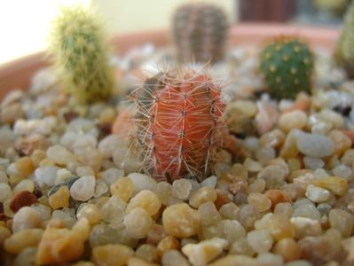 Echinopsis sp. variegata