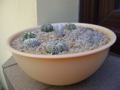 Grup de 7 Astrophytum; Astrophytum asterias cv. Super Kabuto (2 ex.)
Astrophytum asterias hb. (4 ex.)
Astrophytum myriostigma cv. Onzuka
