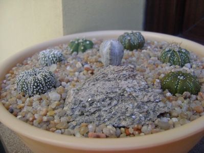 Grup de 7 Astrophytum; Astrophytum asterias cv. Super Kabuto (2 ex.)
Astrophytum asterias hb. (4 ex.)
Astrophytum myriostigma cv. Onzuka
