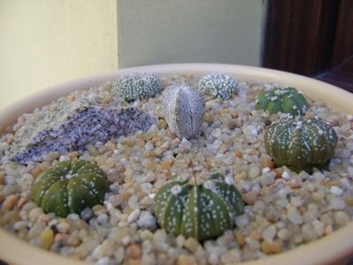 Grup de 7 Astrophytum; Astrophytum asterias cv. Super Kabuto (2 ex.)
Astrophytum asterias hb. (4 ex.)
Astrophytum myriostigma cv. Onzuka
