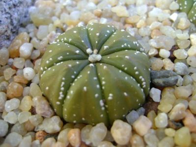 Astrophytum asterias hb.