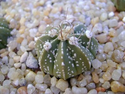 Astrophytum asterias hb.