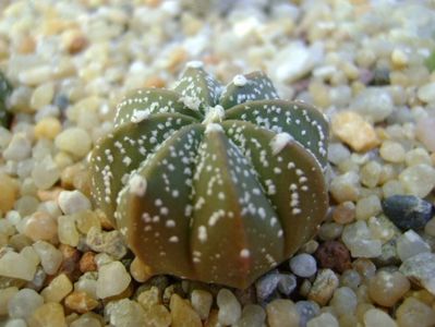 Astrophytum asterias hb.