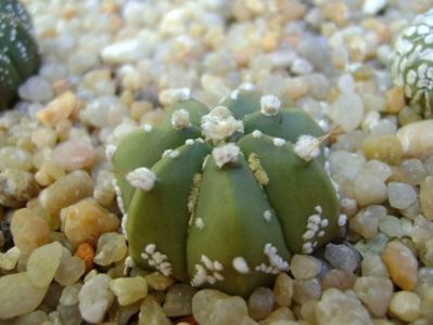 Astrophytum asterias hb.