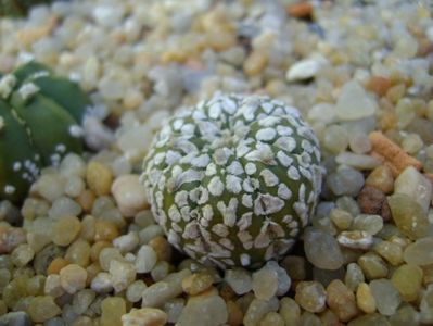 Astrophytum asterias cv. Super Kabuto