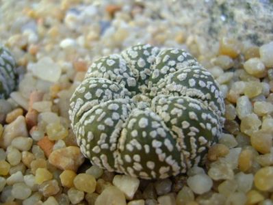Astrophytum asterias cv. Super Kabuto