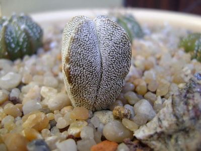 Astrophytum myriostigma cv. Onzuka