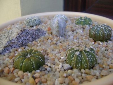 Grup de 7 Astrophytum; Astrophytum asterias cv. Super Kabuto (2 ex.)
Astrophytum asterias hb. (4 ex.)
Astrophytum myriostigma cv. Onzuka
