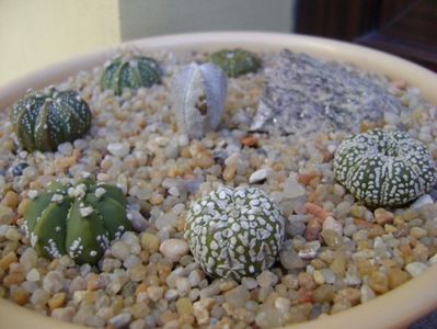 Grup de 7 Astrophytum; Astrophytum asterias cv. Super Kabuto (2 ex.)
Astrophytum asterias hb. (4 ex.)
Astrophytum myriostigma cv. Onzuka
