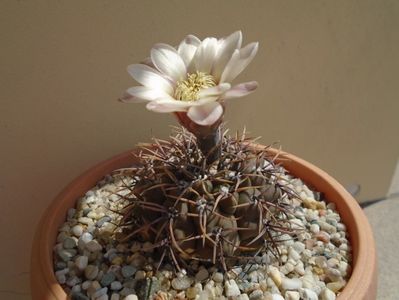 Gymnocalycium ochoterenae v. cinereum