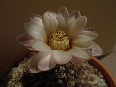 Gymnocalycium ochoterenae v. cinereum